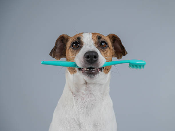 istock Playful Dog Holding a Toothbrush in Its Mouth. 2222974897