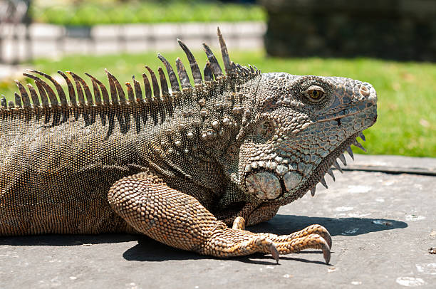 istock Green Iguana in Iguana Park, Guayaquil 2222975906
