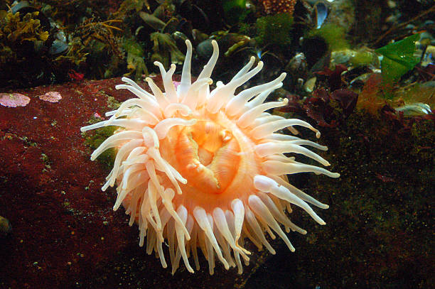 istock Sea urchin in a tidal pool 2222978433