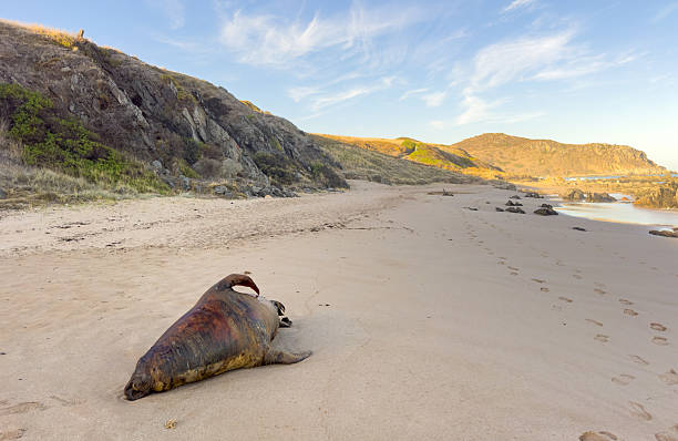istock Dead Seal On Beach In South Australia 2222981038