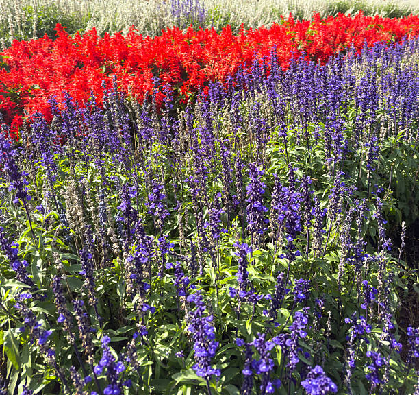 Close-up of the Salvia, purple flowers in the garden with sunlight.  Blue and purple salvia in bloom. Flower and nature background. Flower and plant.