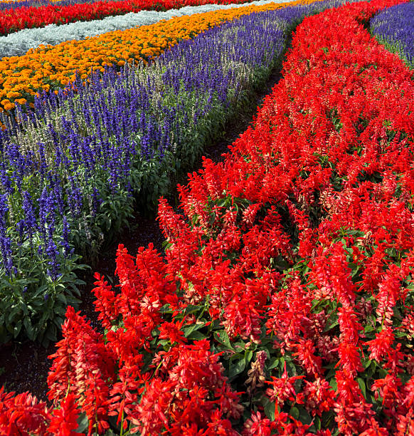 istock Salvia And Cockscomb Flowers Garden Background 2222981267