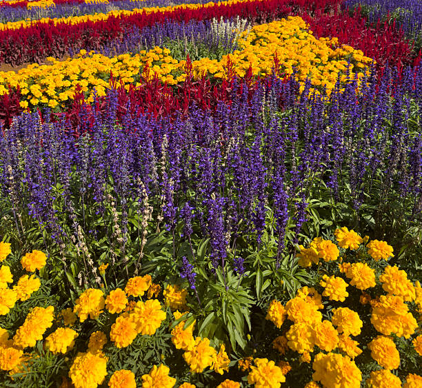 Purple salvia, yellow marigold and red cockscomb flowers in a garden on a sunny day