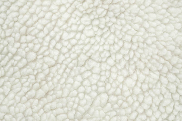grunge sheep wool background and texture,
