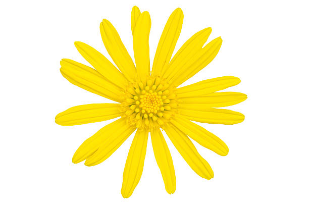 istock yellow daisy flower isolated on white background 2222982216