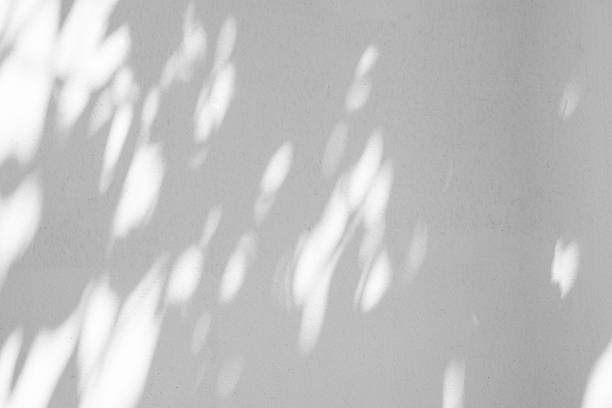 istock Abstract natural tree leaves shadow on white wall background 2222982450