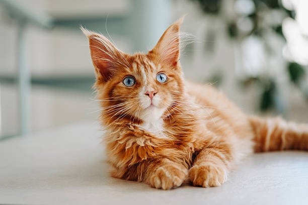 istock ginger Maine-Coon kitten playing at home 2222982891