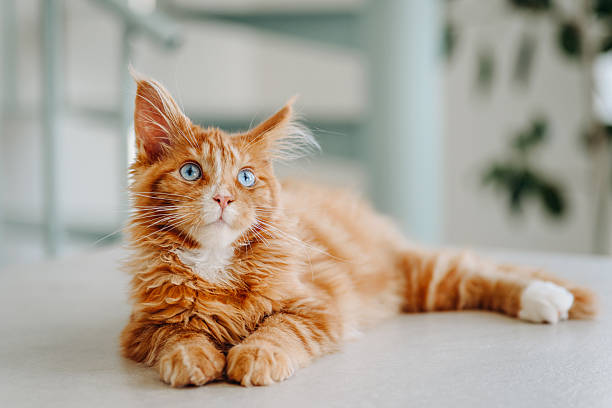 istock ginger Maine-Coon kitten playing at home 2222982900