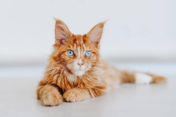 istock ginger Maine-Coon kitten playing at home 2222982932