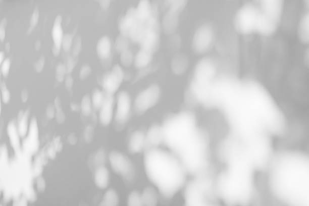 istock Abstract natural tree branch leaves shadow on white wall background 2222983131