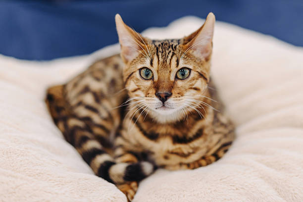 istock cute small bengal cat portrait 2222983188