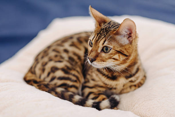 istock cute small bengal cat portrait 2222983192