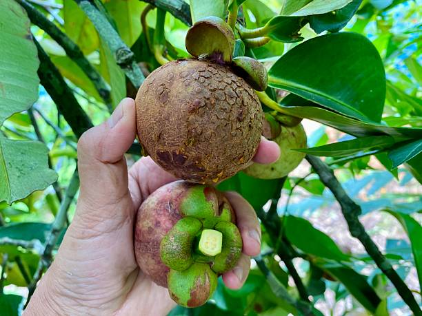 istock Mangosteen fruit on tree in the garden, tropical fruit 2222984016
