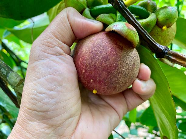 istock Mangosteen fruit on the tree in the garden Thailand 2222984017