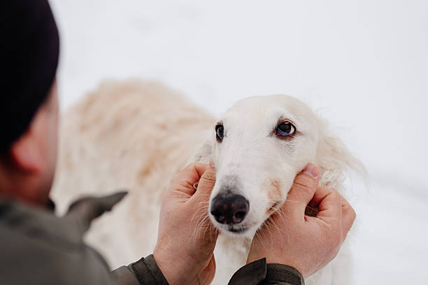 istock greyhound dog standing on snow 2222984067