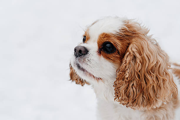 istock spaniel dog walks in winter snow 2222984104