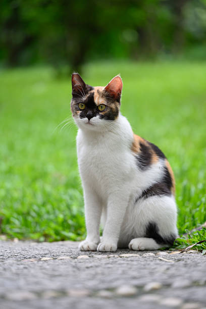 istock Cat sitting on the ground in the park 2222984375