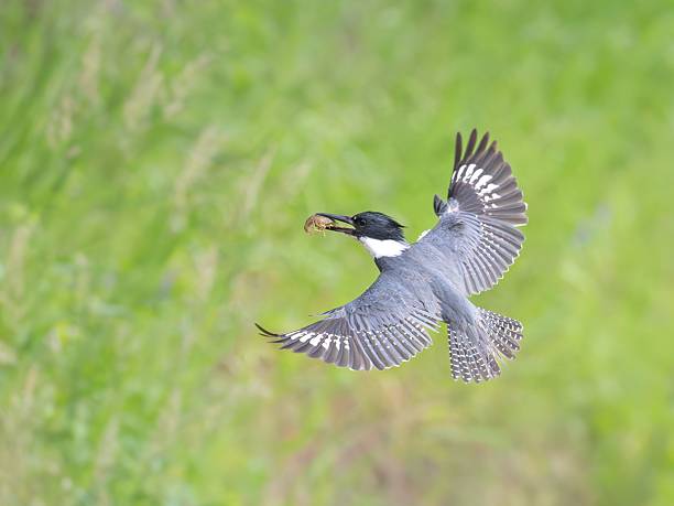 istock Belted kingfisher (Megaceryle alcyon) in flight with wings spread wide against a green background 2222986219