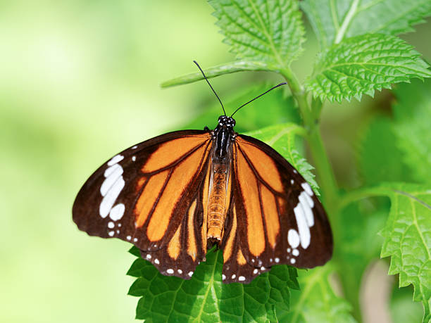 istock Butterfly, White-striped Butterfly 2222988269