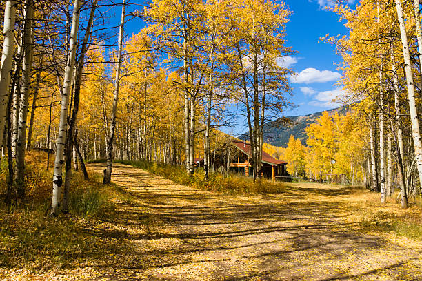 Aspen, Colorado, USA, Sept. 28,2024: Landscape, vibrant fall foliage on the roadside.