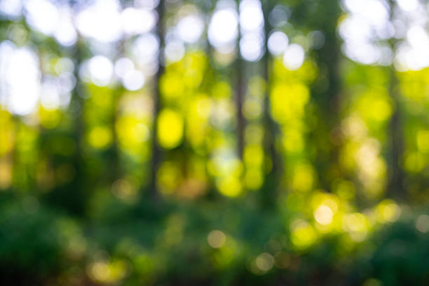 Forest background. Blur nature background. Greenery summer landscape background. Green lush environment. Blurry green leaves in forest. Nature pattern with leaves. Blurred background of greenery