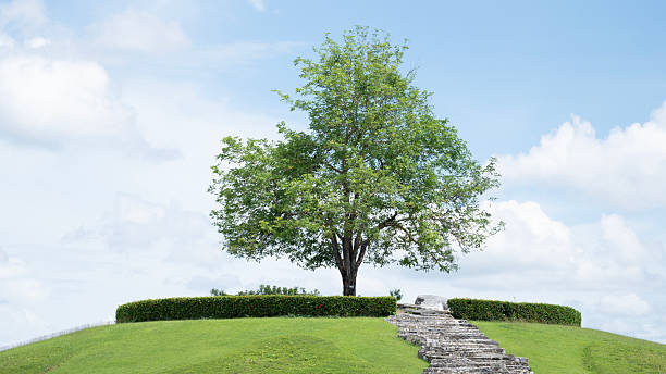 istock A solitary tree atop a grassy mound, surrounded by neatly trimmed hedges under a bright blue sky with clouds. 2222991774