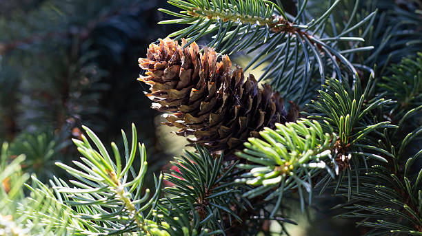 istock Majestic pine cone resting among vibrant evergreen needles in a sunlit forest setting during early summer 2222992646