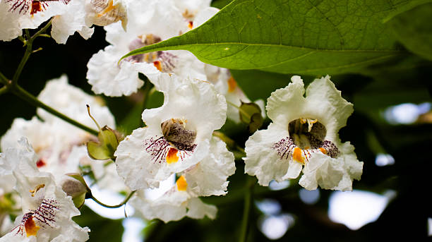 Delicate white flowers bloom in a lush garden, showcasing intricate patterns and vibrant accents during a sunny afternoon