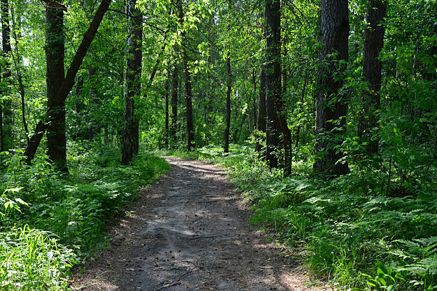 istock A winding dirt path through a sun-dappled forest in the morning 2222994052
