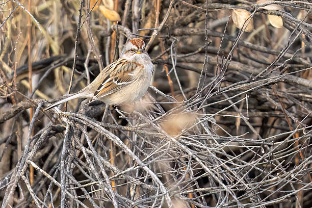 A wild American Tree Sparrow perched in a tree in Colorado.
