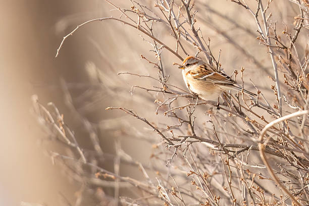istock Wild American Tree Sparrow in Colorado 2222994412