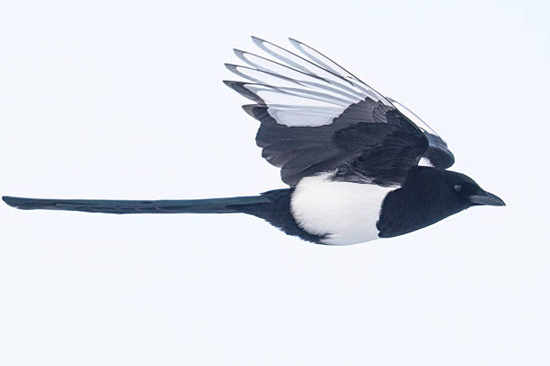 istock Black-billed magpie in Colorado 2222995831