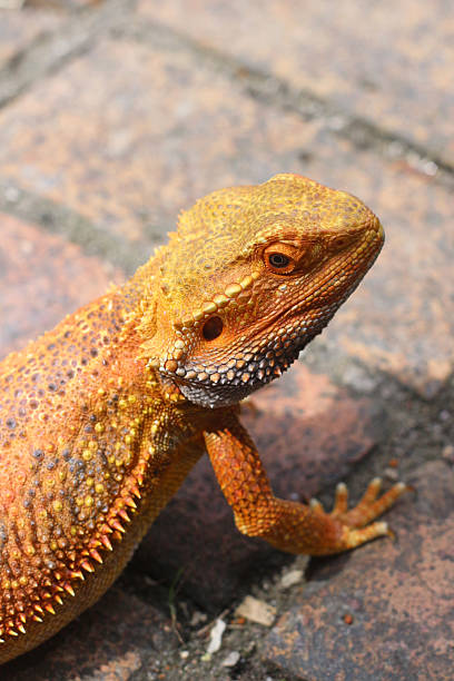 istock Bearded dragon lizard on Natural Habitat , Australian Bearded Dragon 2222995963