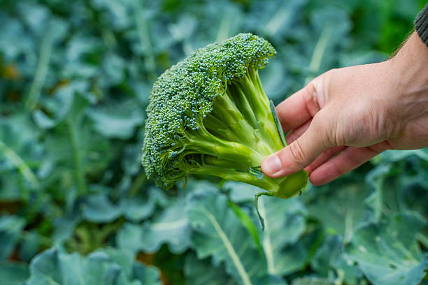 istock Ripe broccoli in hand close-up on blurred background 2222995974