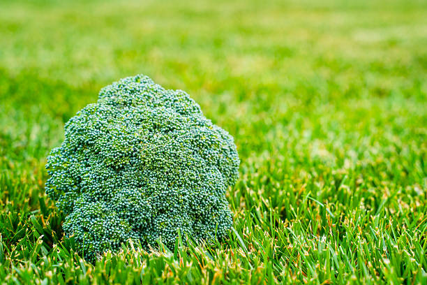 Broccoli inflorescence close-up on green grass. Ripe broccoli.