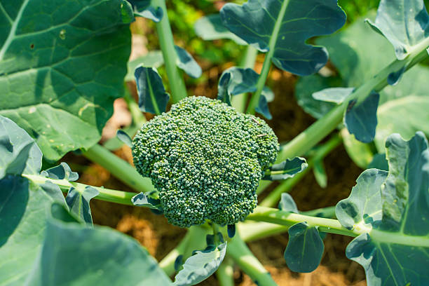 istock Broccoli growing in a vegetable garden, close-up 2222996169