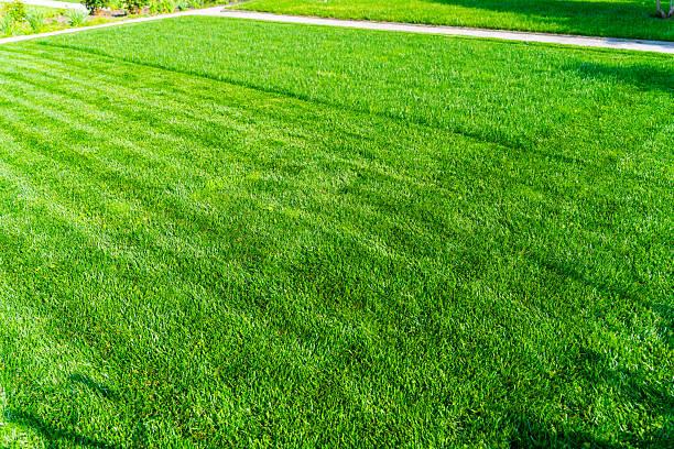 istock Green lawn during lawn mowing on a sunny day. Grass before and after mowing with a lawn mower 2222996363