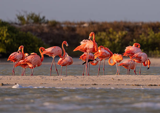 istock Flamingo Colony at Sunset, Mexico 2222998166