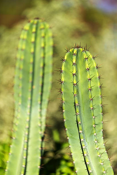 istock Close-up of cacti 2222998194