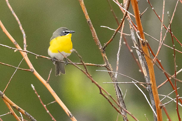 istock Yellow-breasted chat in Colorado 2222998277