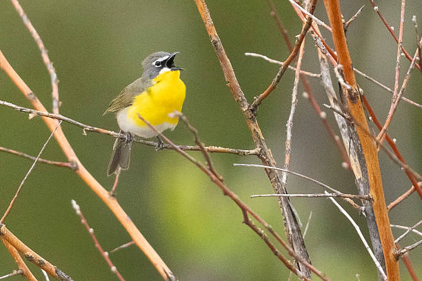 istock Yellow-breasted chat in Colorado 2222998278
