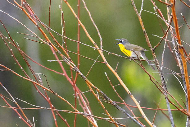 istock Yellow-breasted chat in Colorado 2222998286