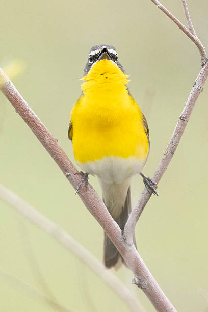 istock Yellow-breasted chat in Colorado 2222998296