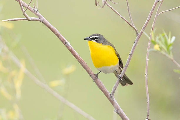 istock Yellow-breasted chat in Colorado 2222998297