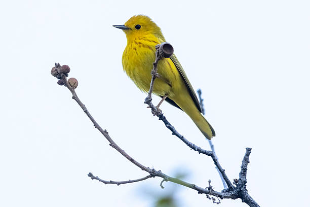 A wild yellow warbler perched in a tree in a park in Colorado.