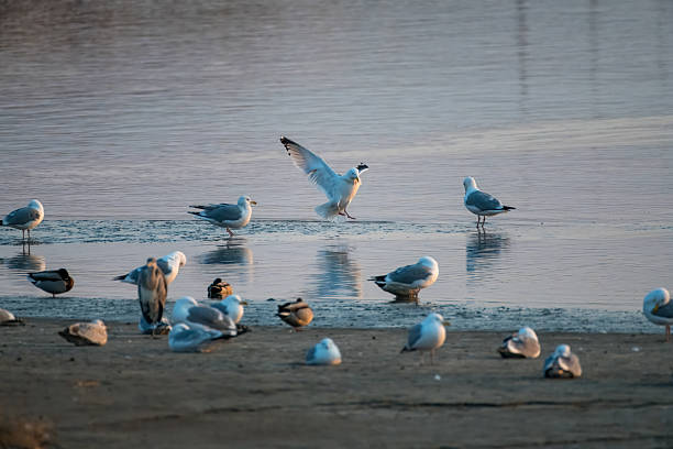 istock A seagull flying by the sea where birds gather. 2223001455