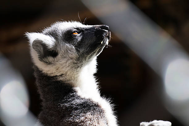 istock A lemur enjoying the summer sun 2223001556