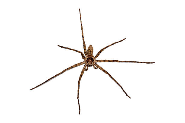 istock close up of spider  Wolf Spider isolated on white background. 2223001893