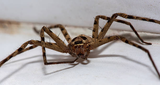 istock close up of spider  Wolf Spider isolated on white background. 2223001909