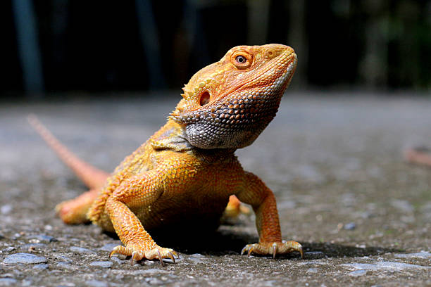 istock Bearded dragon lizard on Natural Habitat , Australian Bearded Dragon 2223002053